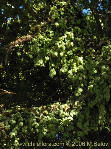 Image of Sarmienta repens (Medallita). Click to enlarge parts of image.